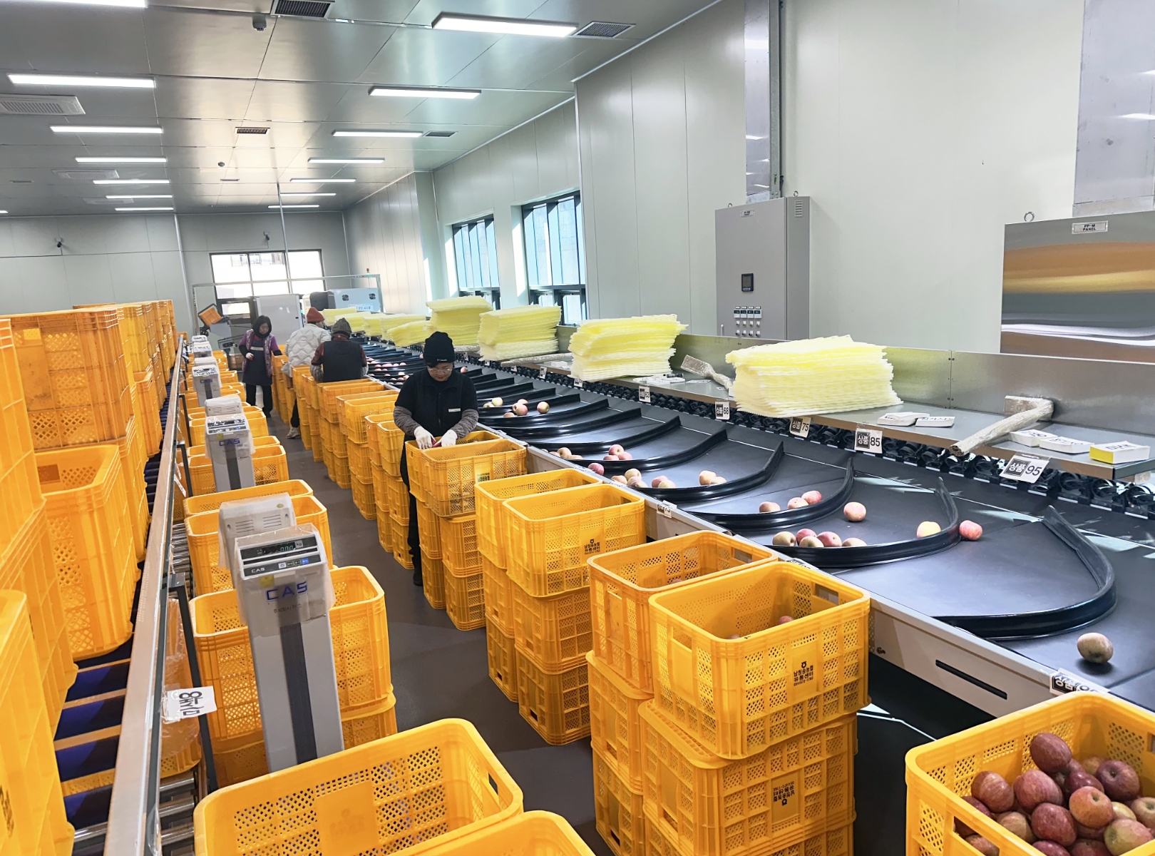 Apple Non-Destructive Sorting Line