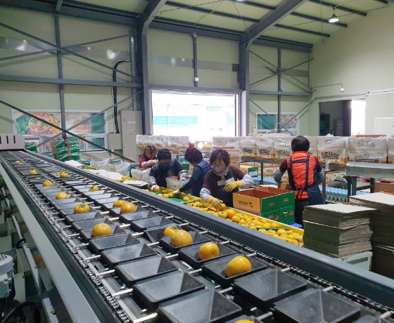 Persimmon Sorter