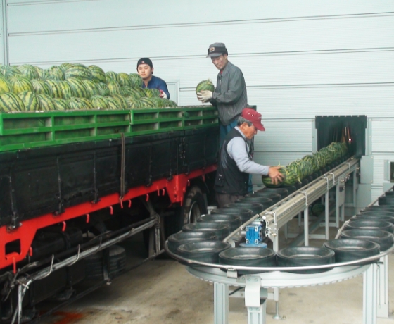 Watermelon · Melon Sorting Process