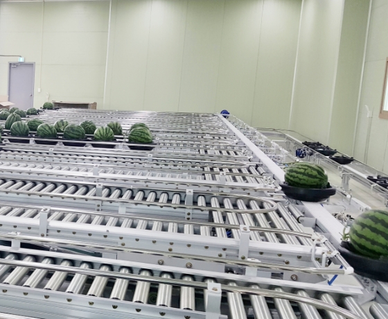 Watermelon · Melon Sorting Process
