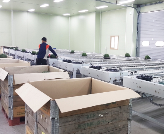 Watermelon · Melon Sorting Process