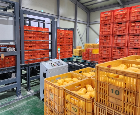 Oriental Melon Sorting Process