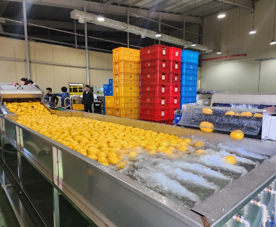 Oriental Melon Sorting Process