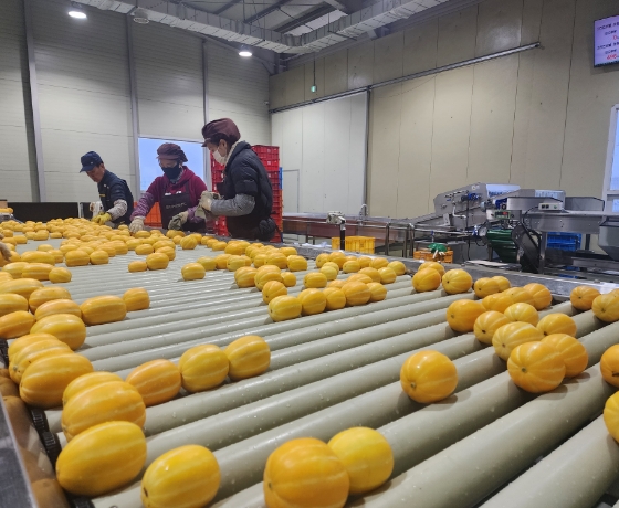Oriental Melon Sorting Process