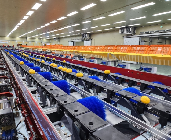 Oriental Melon Sorting Process