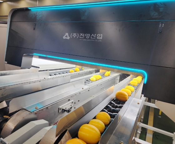 Oriental Melon Sorting Process