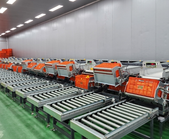 Oriental Melon Sorting Process