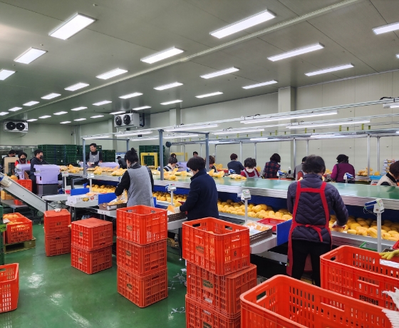 Oriental Melon Sorting Process
