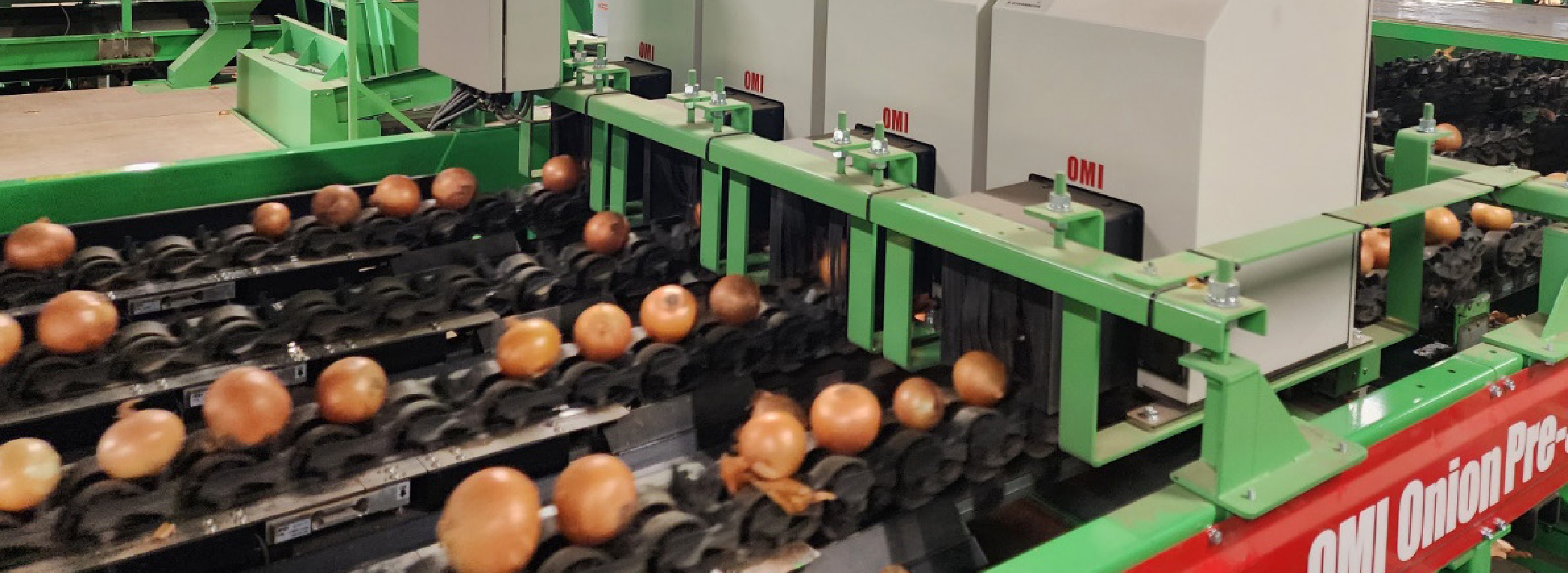 Onion Sorting Line