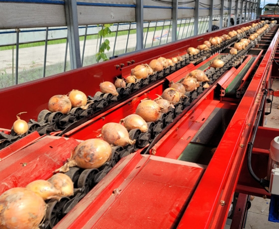 Sorting Process