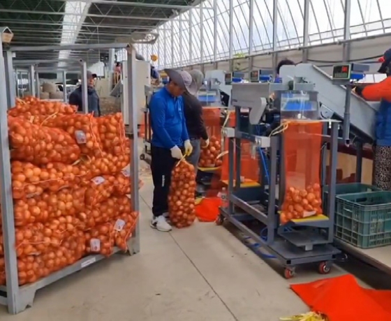 Sorting Process