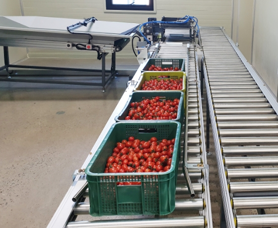 Cherry Tomato Sugar Content Sorting Process