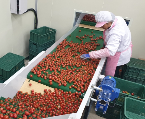 Cherry Tomato Sugar Content Sorting Process