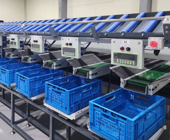 Cherry Tomato Sugar Content Sorting Process
