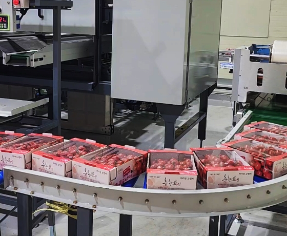 Cherry Tomato Sugar Content Sorting Process