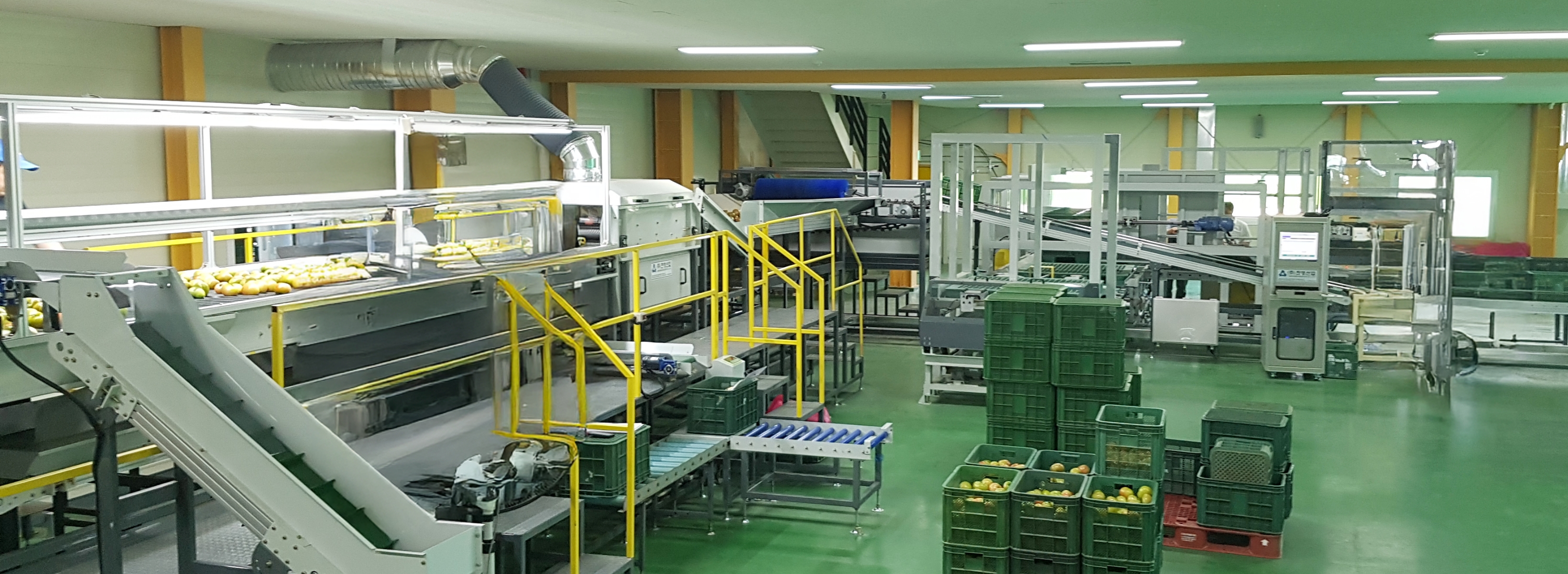 Tomato Sorting Line